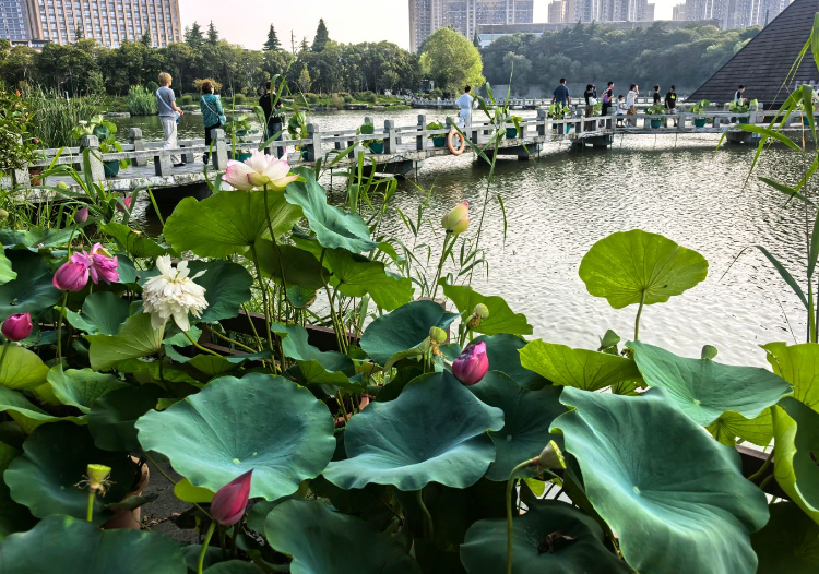汉文化景区“七夕”赏荷游园活动